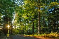 Forest path in the Romantic Forest
