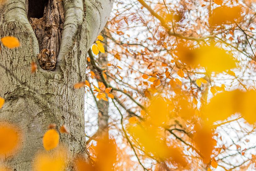 Tawny owl by Stijn Smits