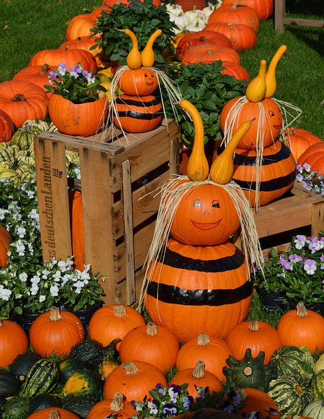 pumpkins by Joke te Grotenhuis