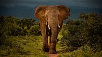 Un imposant éléphant brun du parc d'éléphants d'Addo, en Afrique du Sud