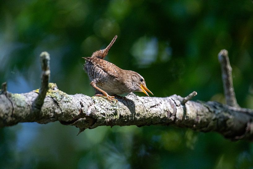 Winterkönig von Jack Van de Vin