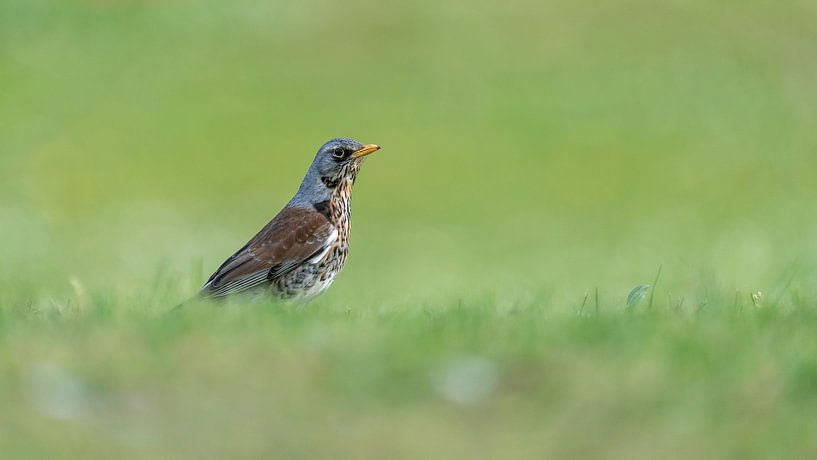Wacholderdrossel von Uwe Ulrich Grün