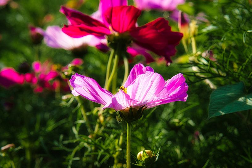 Rote Blume auf einer Blumenwiese mit grünen Vegitation im Hintergrund. von Martin Köbsch