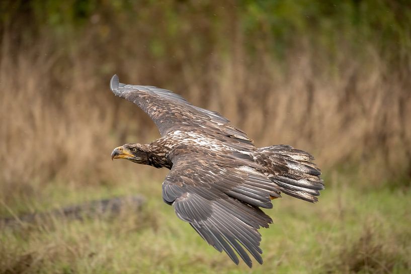 Fliegender amerikanischer Weißkopfseeadler von Tanja van Beuningen