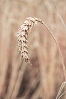 Reife Weizenspitze. Getreidefeld in den Niederlanden.