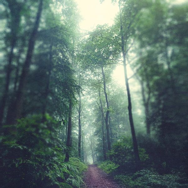 Waldweg von Dirk Wüstenhagen