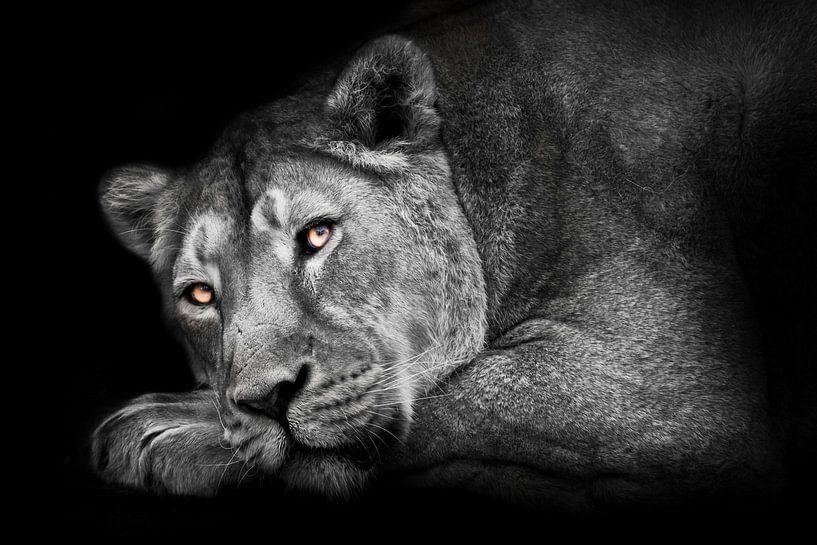 Ash moonlit with ebony eyes a muscular lioness lies in profile a muzzle and a powerful paw, an atten by Michael Semenov