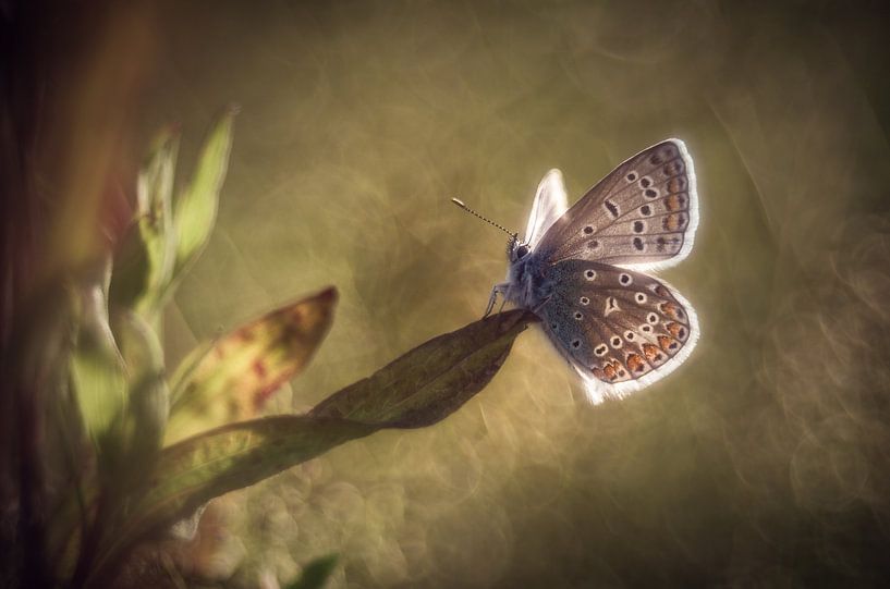 Butterfly in backlight by Jürgen Schmittdiel Photography
