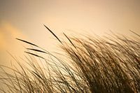 Beach grasses