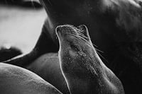 Galapagos sea lion black and white