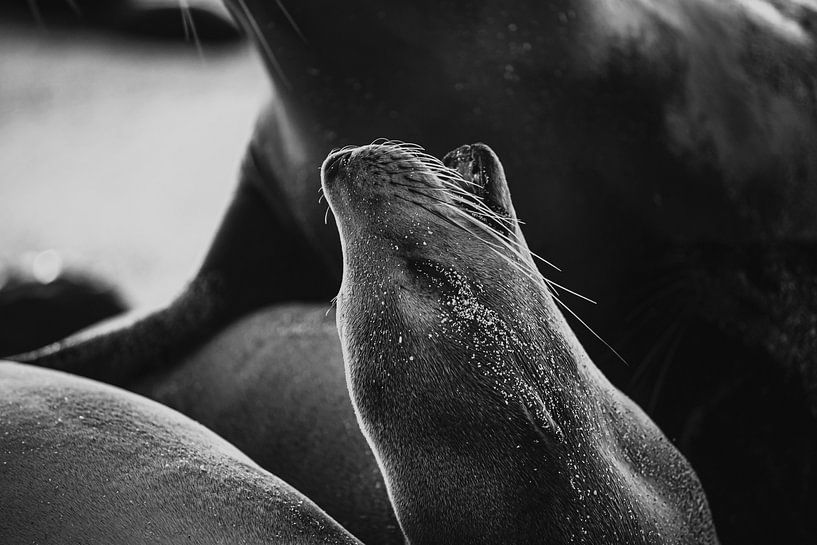 Otarie des Galápagos noir et blanc par Daniël Schonewille