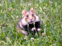 Grand hamster dans la prairie