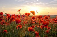 Coquelicots