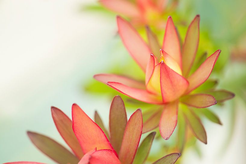 Leucadendron 'Safari Sunset' by Elles Rijsdijk