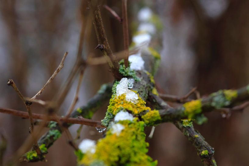 Thaw by Thomas Jäger