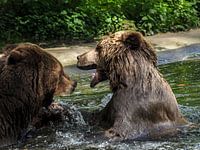 Braunbär : Ouwehands Dierenpark