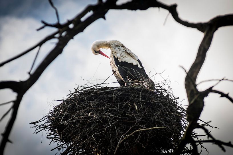 De buigende ooievaar von AnyTiff (Tiffany Peters)