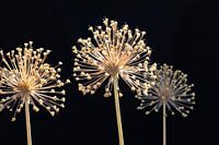 Alluim auf Wiederholung