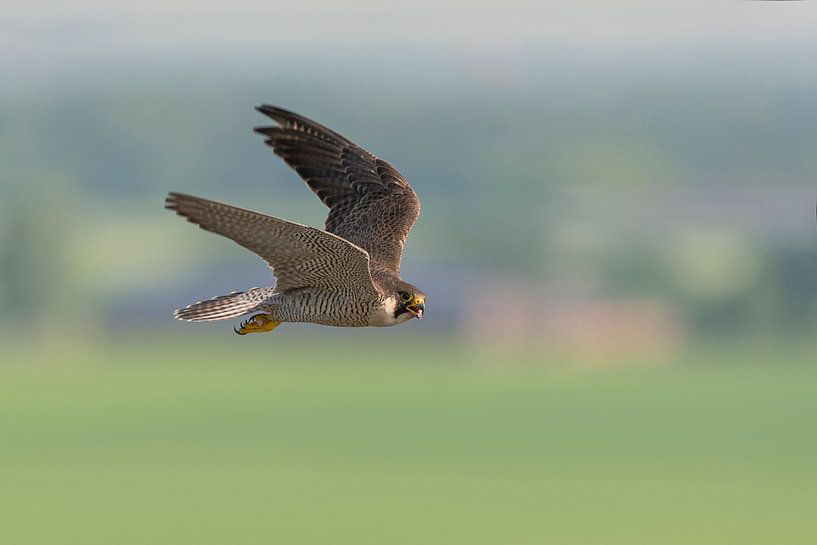 Peregrine Falcon ( Falco peregrinus ), adult, eye contact, in fast flight,  high above cultural coun by wunderbare Erde
