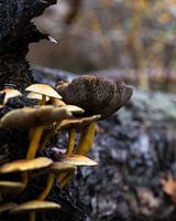 Champignons en automne (Macro - Vertical)