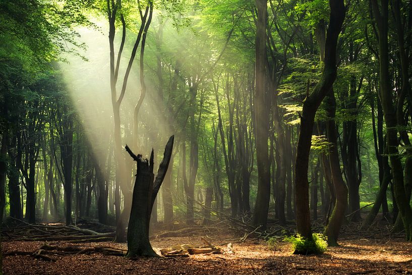 Kaputt. von Inge Bovens