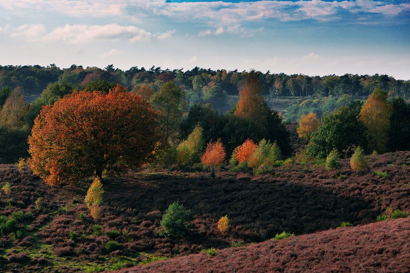 Posbank im Herbst von Laurens Kleine