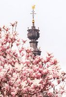 Saint Stevens and the Magnolia's