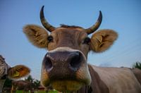 Portrait of a Swiss cow