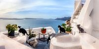 The cats of Santorini in Greece