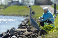 Le héron attend un poisson capturé