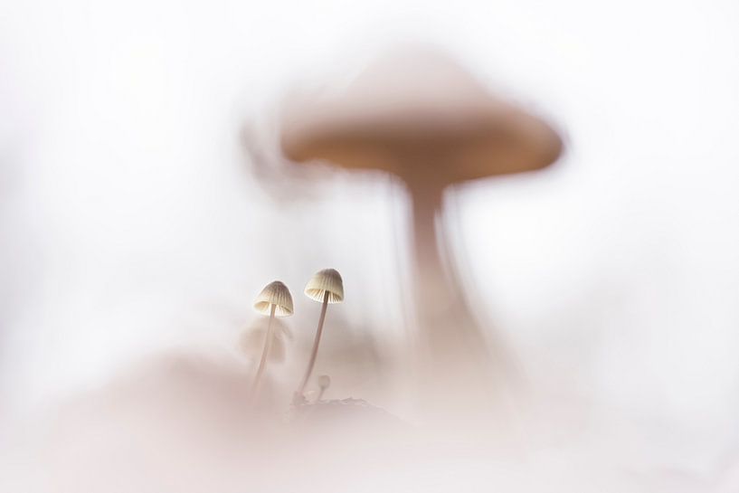 Small things by Bob Daalder