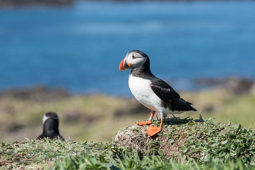 Papageientaucher auf seinem Sockel von Dick Carlier
