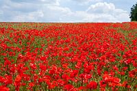 Feld völler Mohnblumen