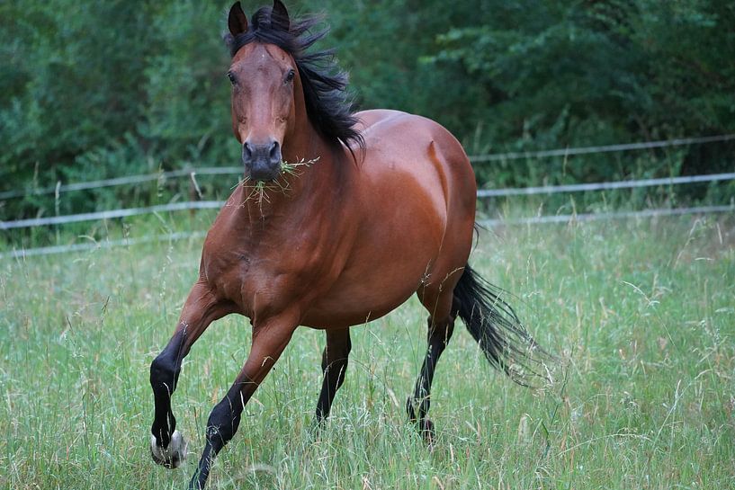 Trakehner Feldmeyer au pâturage par Babetts Bildergalerie