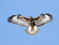 Betender Bussard. (Buteo buteo)
