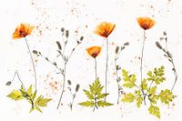 Delicate Poppies - orangefarbene Mohnblumen