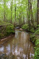 stromend beekje in het bos