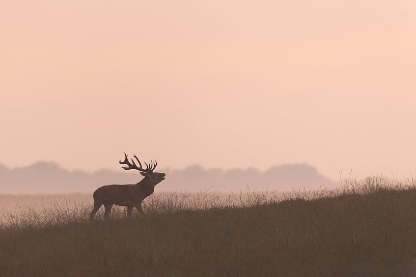 Cerf élaphe dans la brume au coucher du soleil sur la Veluwe. par Patrick van Os