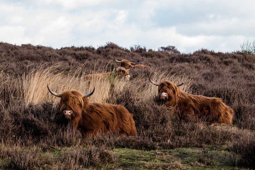 Hooglanders op de Mookerheide von Marjo Kusters