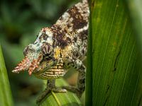 Chameleon in reeds