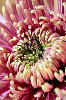 Die Blume Chrysantheme - Form und Veredelung 001
