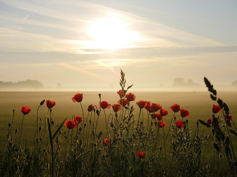 poppies by snippefotografie