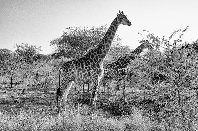 Giraffen in der Wildnis - Südafrika von JoePhotoART