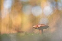 Paddenstoel in dromerig landschap