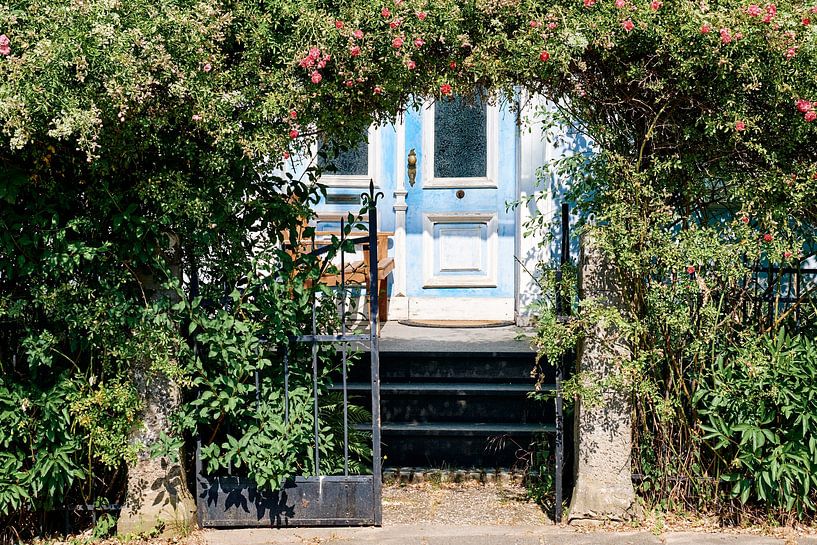 Verträumter Rosenzauber | In den Straßen von Bünde von Momentaufnahme | Marius Ahlers