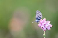 Heather blue on the moor