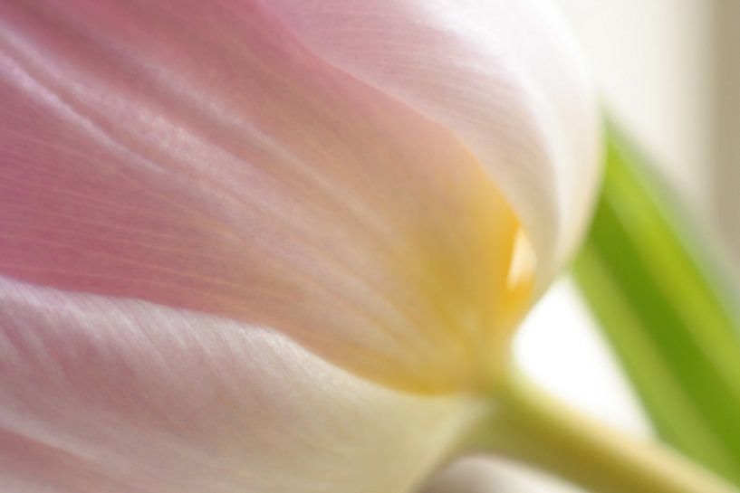 Sanfte Macht von Wendy Schellekens