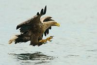 seeadler