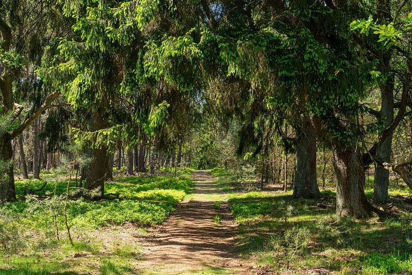 Un vert splendide par Merijn Loch