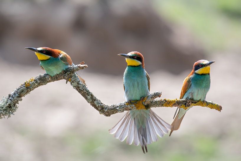 European Bee-Eaters by Felix Sedney